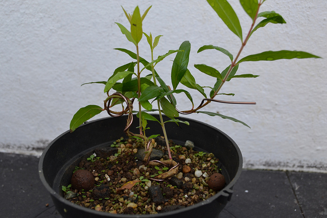 Growing Bonsai From Seed